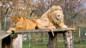 Zoo și Adăpostul Grivei, sub același acoperiș