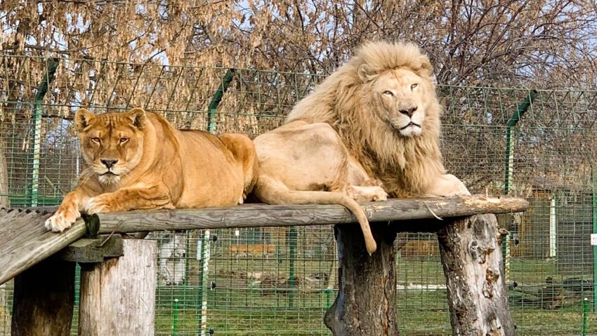 Zoo și Adăpostul Grivei, sub același acoperiș