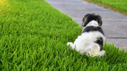 Plimbarea câinilor sau a altor animale de companie nu este permisă pe spațiile verzi
