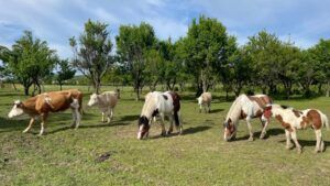 ”Școala Altfel” și ”Săptămâna Verde”: copiii pot interacționa cu văcuțe, mânji și măgăruși