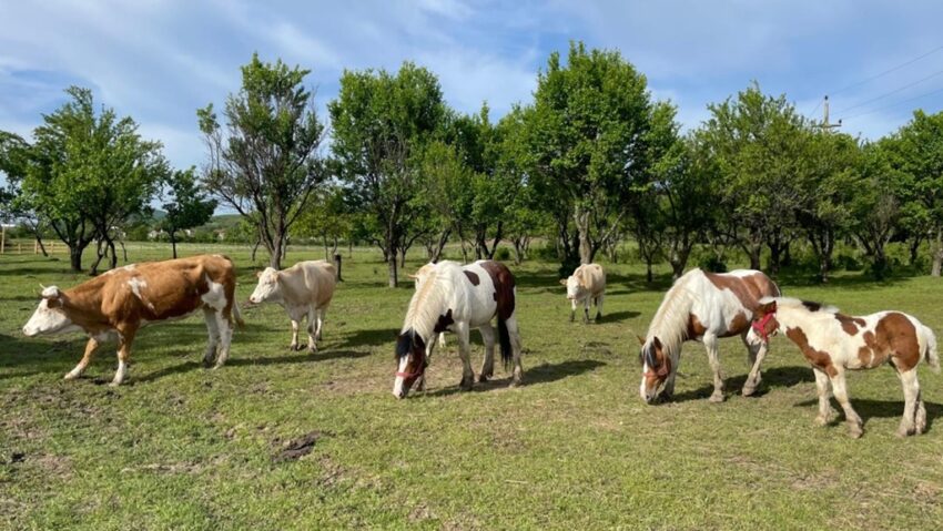 ”Școala Altfel” și ”Săptămâna Verde”: copiii pot interacționa cu văcuțe, mânji și măgăruși