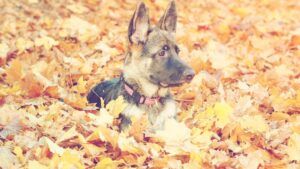 Dragostea unui câine care nu cunoaște uitarea