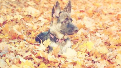 Dragostea unui câine care nu cunoaște uitarea