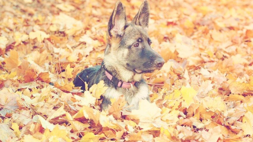 Dragostea unui câine care nu cunoaște uitarea