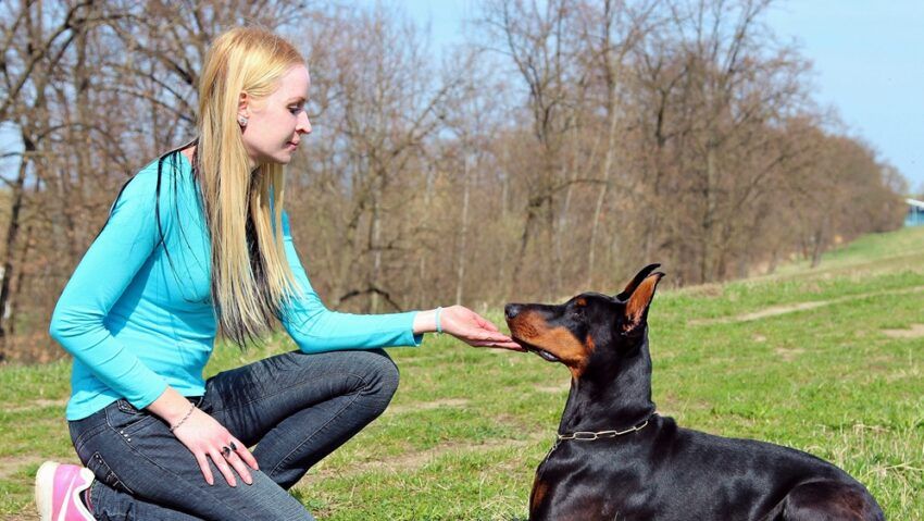 De unde vin câinii și de când îi însoțesc ei pe oameni?