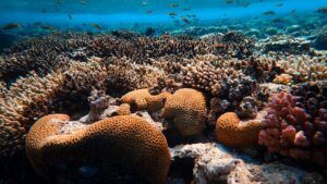 Curiozităţi mai puţin cunoscute despre corali