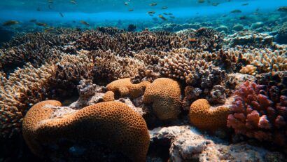 Curiozităţi mai puţin cunoscute despre corali