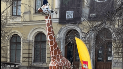 Girafa celebră primește un companion de 115 kg din 80.000 de piese