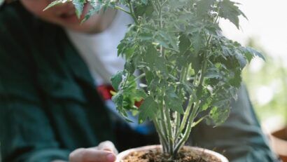 Balconul tău poate deveni o grădină?