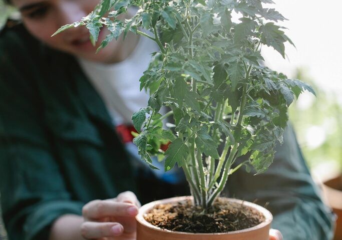 Balconul tău poate deveni o grădină?