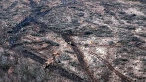 O zonă extinsă din Pădurea Hoia a fost defrișată. Prefectura face verificări