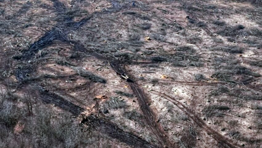 O zonă extinsă din Pădurea Hoia a fost defrișată. Prefectura face verificări