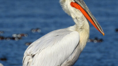 Nouă generație de pelicani creți în Delta Dunării