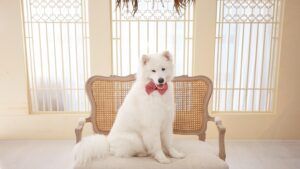 Cercetare despre câinii „muzicali” | VIDEO