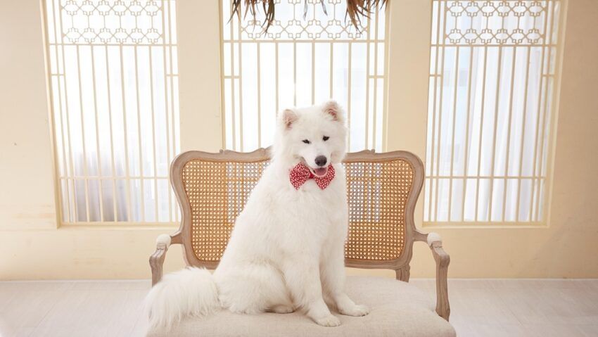 Cercetare despre câinii „muzicali” | VIDEO