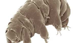 Creatura care ar putea supraviețui sfârșitului lumii