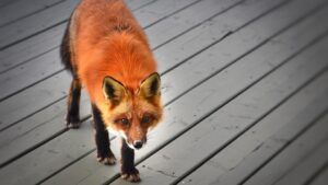 Vulpe roșie „steward” pe navă cargo