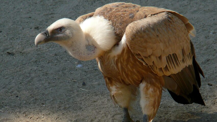 Vulturul sur revine în România după 70 de ani