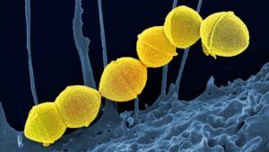 Streptococ descoperit într-o mumie de 700 de ani
