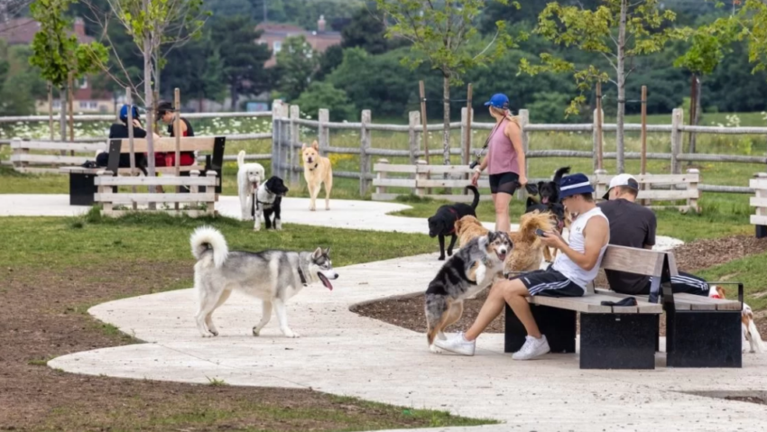 Reguli noi pentru cei care au animale de companie