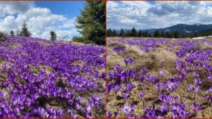 Brândușele colorează muntele