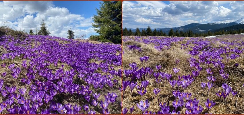Brândușele colorează muntele