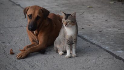 Parlamentul European stabilește reguli noi pentru câini și pisici