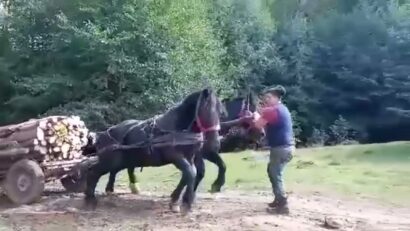 Bărbat reținut după ce și-a chinuit caii până la epuizare