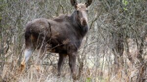 VIDEO | Moment istoric pentru biodiversitate: elanul revine în România!