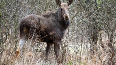 VIDEO | Moment istoric pentru biodiversitate: elanul revine în România!