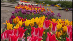 Ultimele lalele olandeze pot fi admirate de 1 Mai
