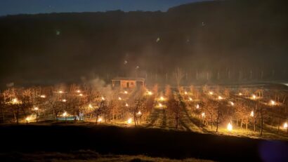 Pagube mari provocate de înghețul târziu asupra livezilor