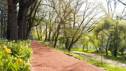 Plan pe 10 ani pentru copacii orașului