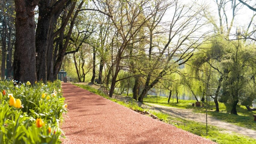 Plan pe 10 ani pentru copacii orașului