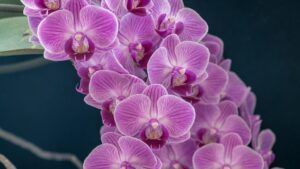 Orhideea, simbol al armoniei și energiei