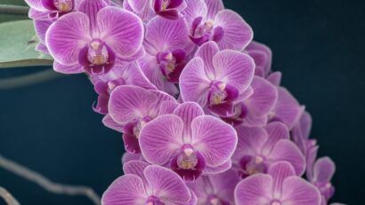 Orhideea, simbol al armoniei și energiei