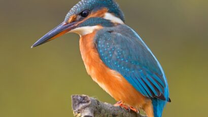 Tur ornitologic cu specii protejate