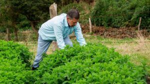 Stevia – îndulcitorul natural preferat în alimentaţia sănătoasă