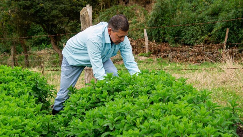 Stevia – îndulcitorul natural preferat în alimentaţia sănătoasă