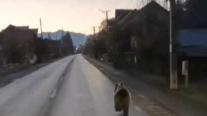 Un urs a fost semnalat în zona orașului Vișeu de Jos