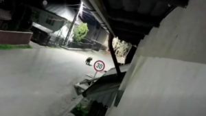 Tot mai mulți urși sunt văzuți noaptea pe străzi