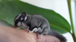 Premieră rară: primul pui de „veveriță zburătoare”, născut în captivitate în România
