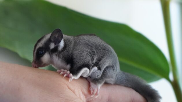 Premieră rară: primul pui de „veveriță zburătoare”, născut în captivitate în România