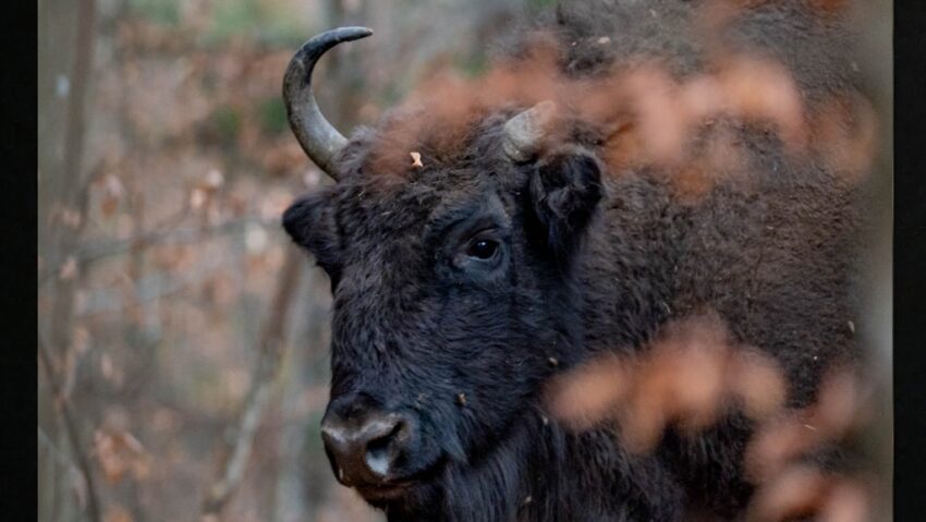 Coloana sonoră a naturii românești: piesa „Zimbru” se lansează de Ziua Pământului