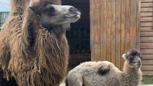 Premieră la Zoo Oradea. S-a născut primul pui de cămilă bactriană din istoria grădinii