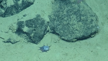 Mică, albastră și unică: noua caracatiță din Pacific