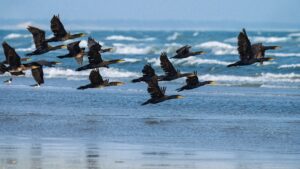 Industria piscicolă, afectată de creșterea numărului de cormorani