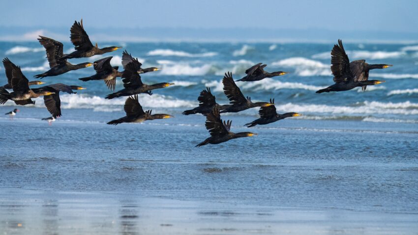 Industria piscicolă, afectată de creșterea numărului de cormorani