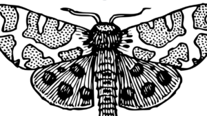 Descoperire rară în lumea insectelor