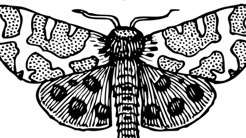 Descoperire rară în lumea insectelor